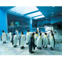 記事ID 201205111148: 長崎ペンギン水族館 - 情報登録日: [20120511] / 情報更新日: [20120511]