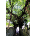 記事ID 201208091514: 奈良尾神社のあこう樹〜日本一大きなあこうの樹 - 情報登録日: [20120809] / 情報更新日: [20120809]