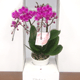 2本立て胡蝶蘭 紫: 品種名 満天紅 (まんてんこう)