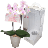 2本立て胡蝶蘭 ピンク: 品種名 さくら (ノビースアミー) 花写真