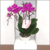 2本立て胡蝶蘭 紫: 品種名 満天紅 (まんてんこう) 花写真