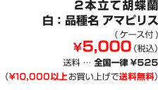 2本立て胡蝶蘭 白: 品種名 アマピリス ¥5,000 (税込)