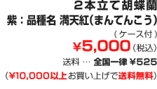 2本立て胡蝶蘭 紫: 品種名 満天紅 (まんてんこう) ¥5,000 (税込)